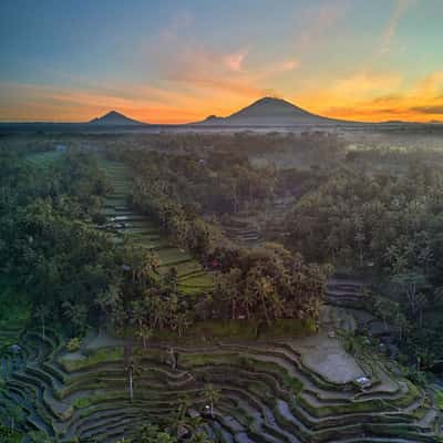 Tegallalang Rice Terraces, Indonesia