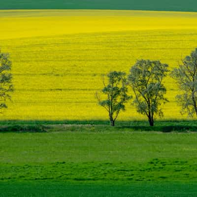 trees along a creek, Hungary