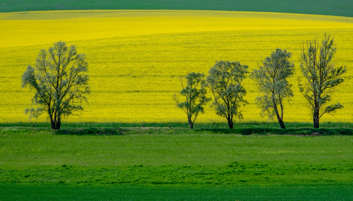 trees along a creek, Hungary