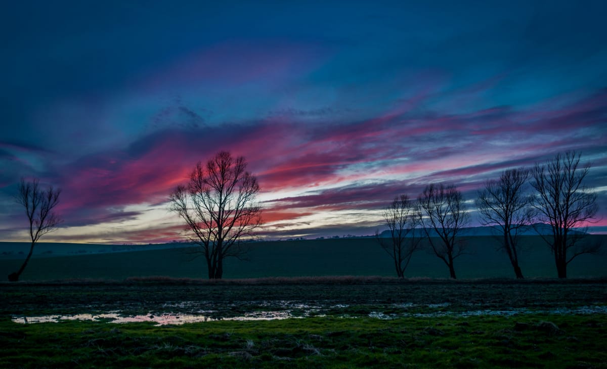 trees along a creek, Hungary