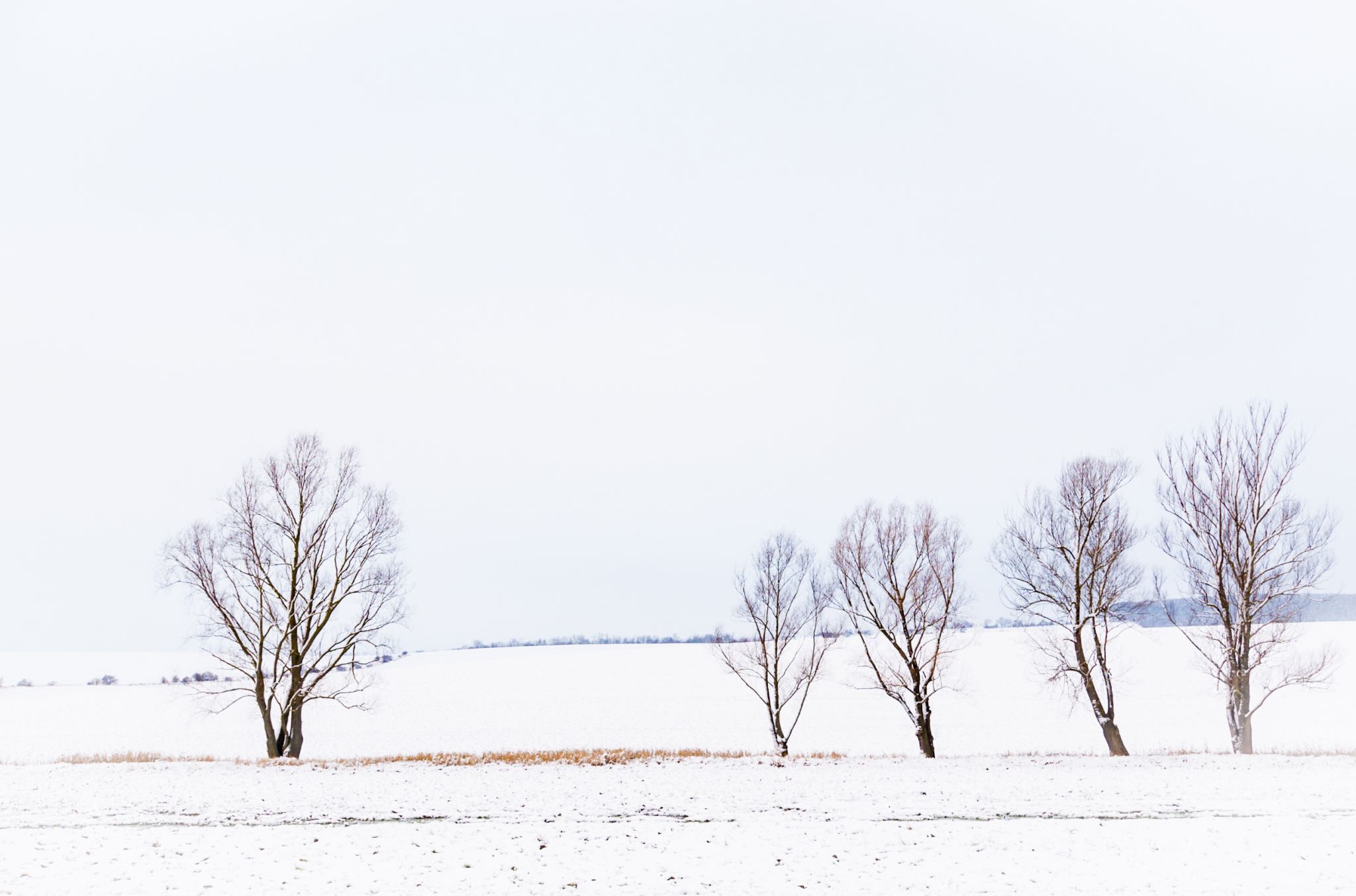 trees along a creek, Hungary