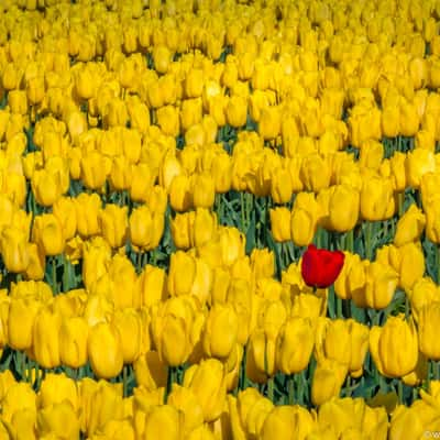 Tulips of Mt. Vernon, USA