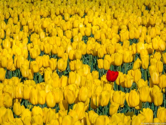 Tulips of Mt. Vernon