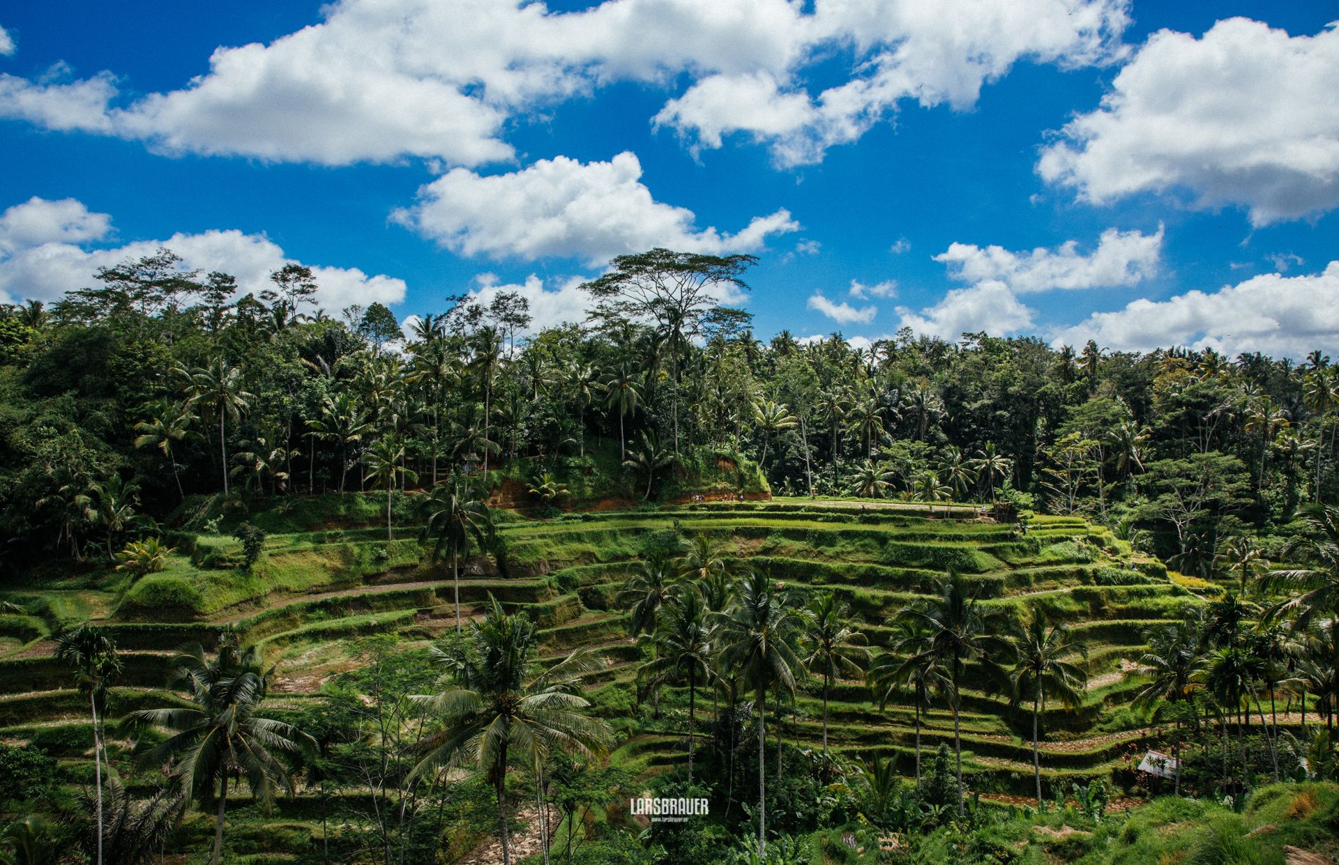 UNESCO Rice Terrace in Ubud, Indonesia