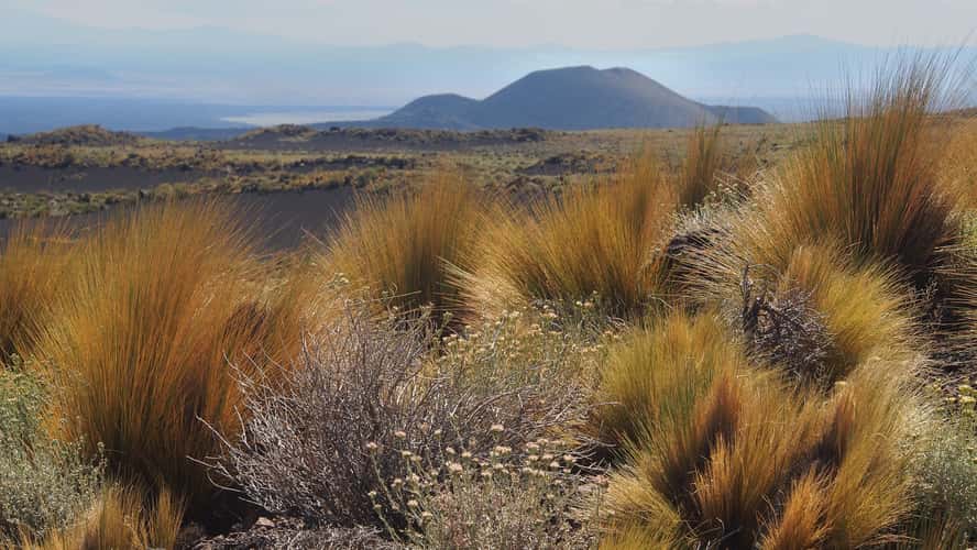 vegetation of the steppe