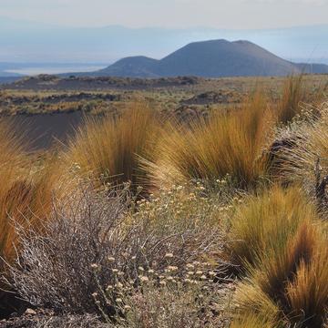 vegetation of the steppe, Argentina