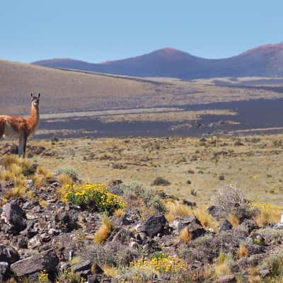 Wildlife in Payunia, Argentina