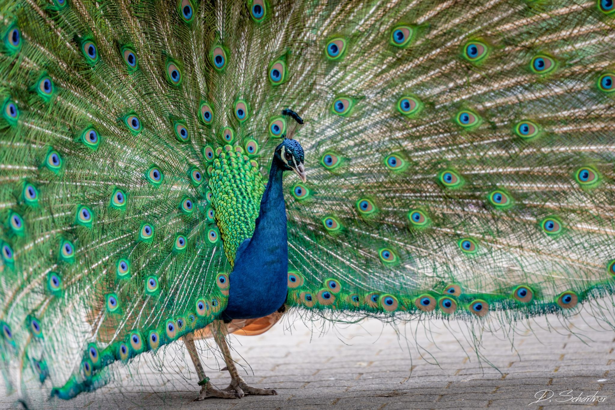 Zoo Neuwied, Germany