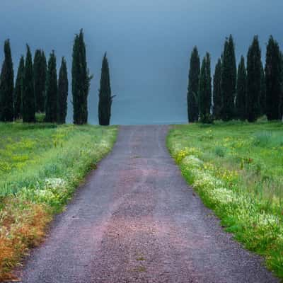 Zypressenring vor Montalcino, Italy