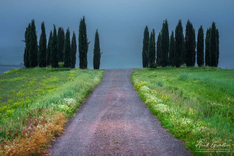 Zypressenring vor Montalcino