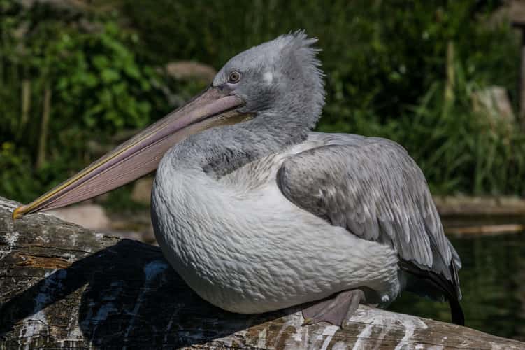 Amersfoort Zoo