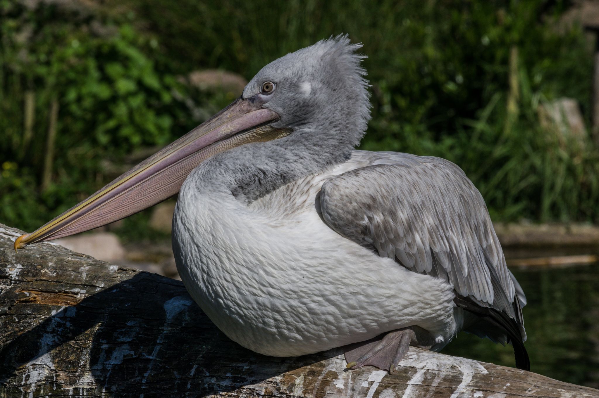 Amersfoort Zoo, Netherlands