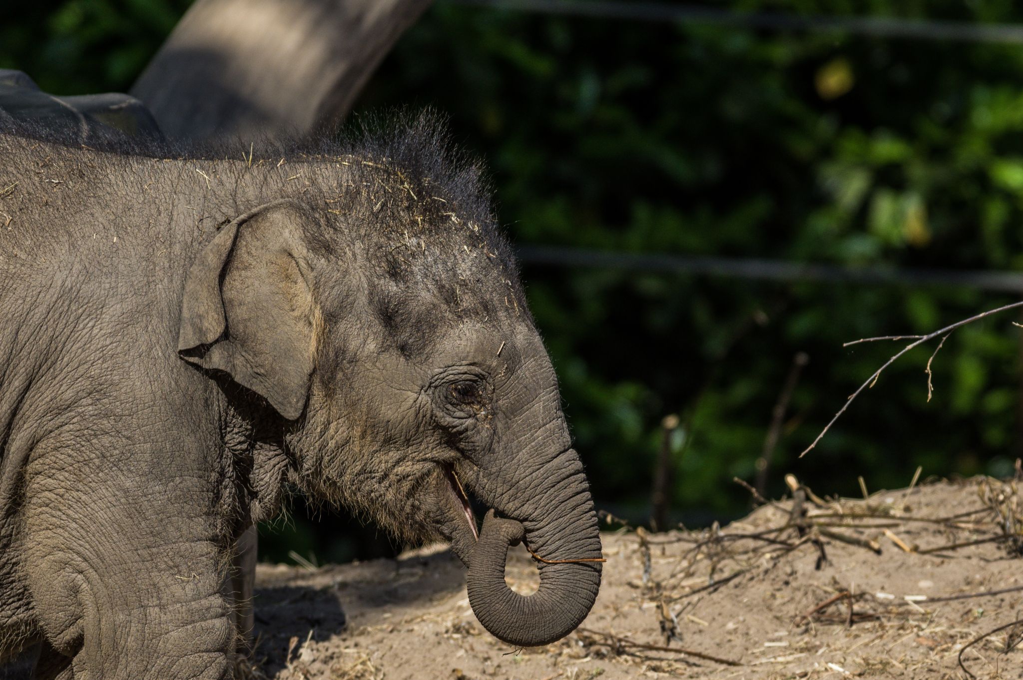 Amersfoort Zoo, Netherlands