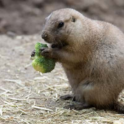 Amersfoort Zoo, Netherlands