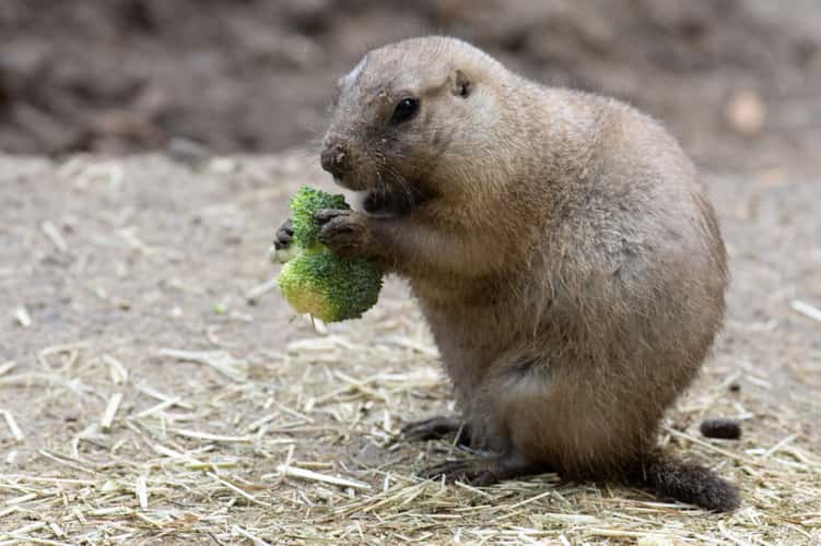 Amersfoort Zoo