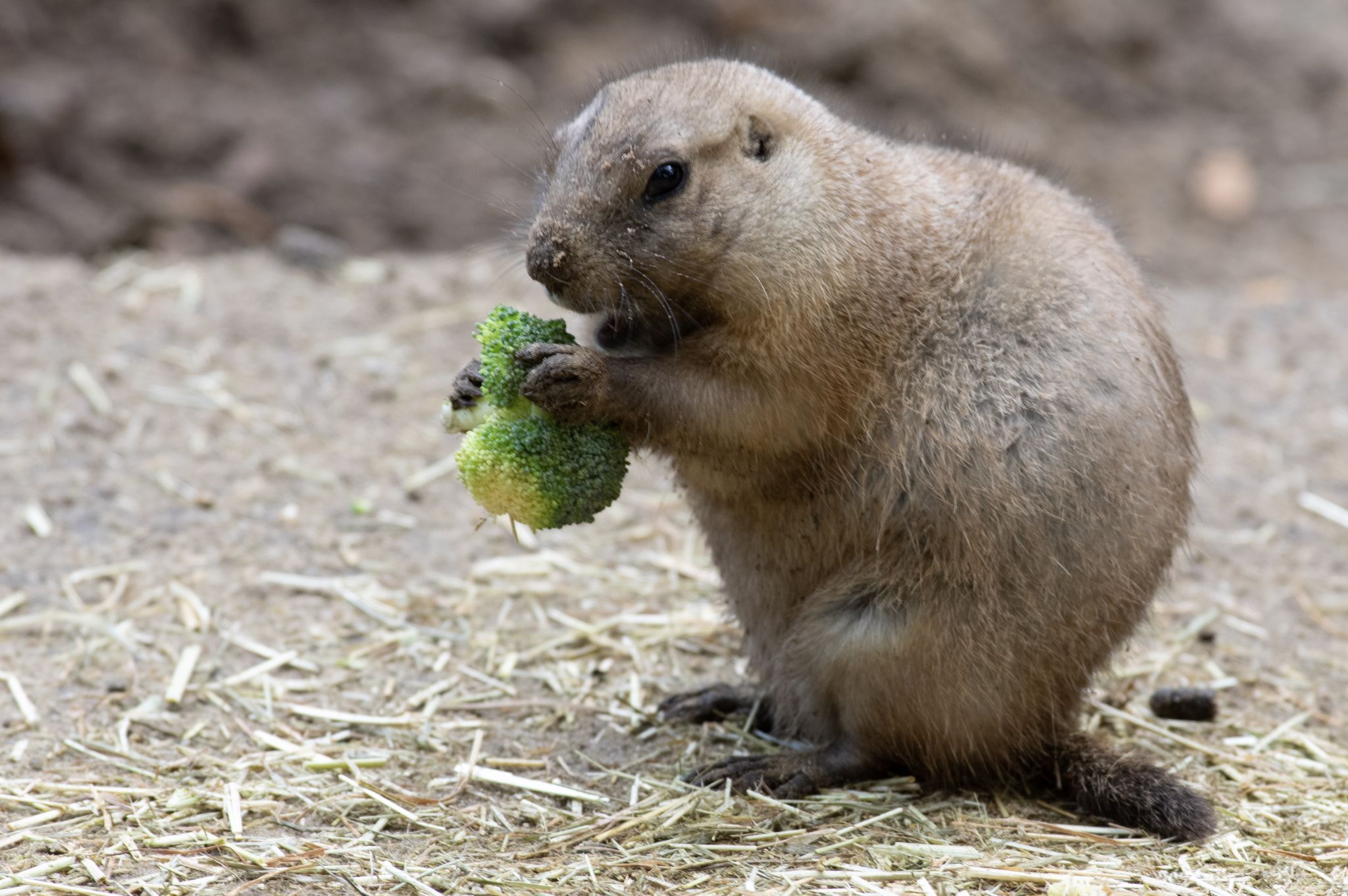 Amersfoort Zoo, Netherlands