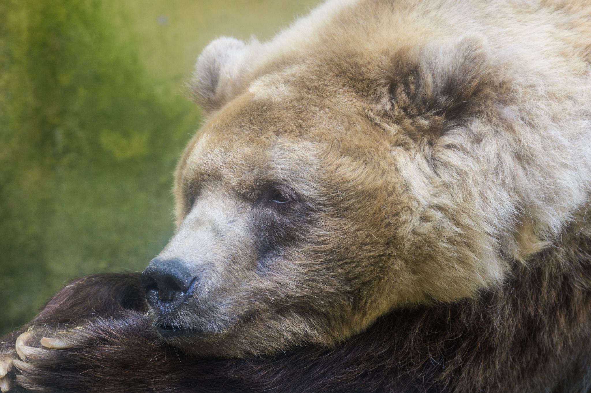 Amersfoort Zoo, Netherlands