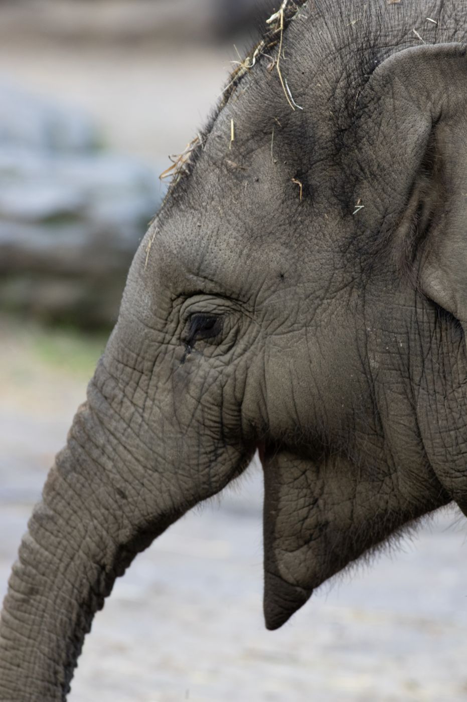 Amersfoort Zoo, Netherlands