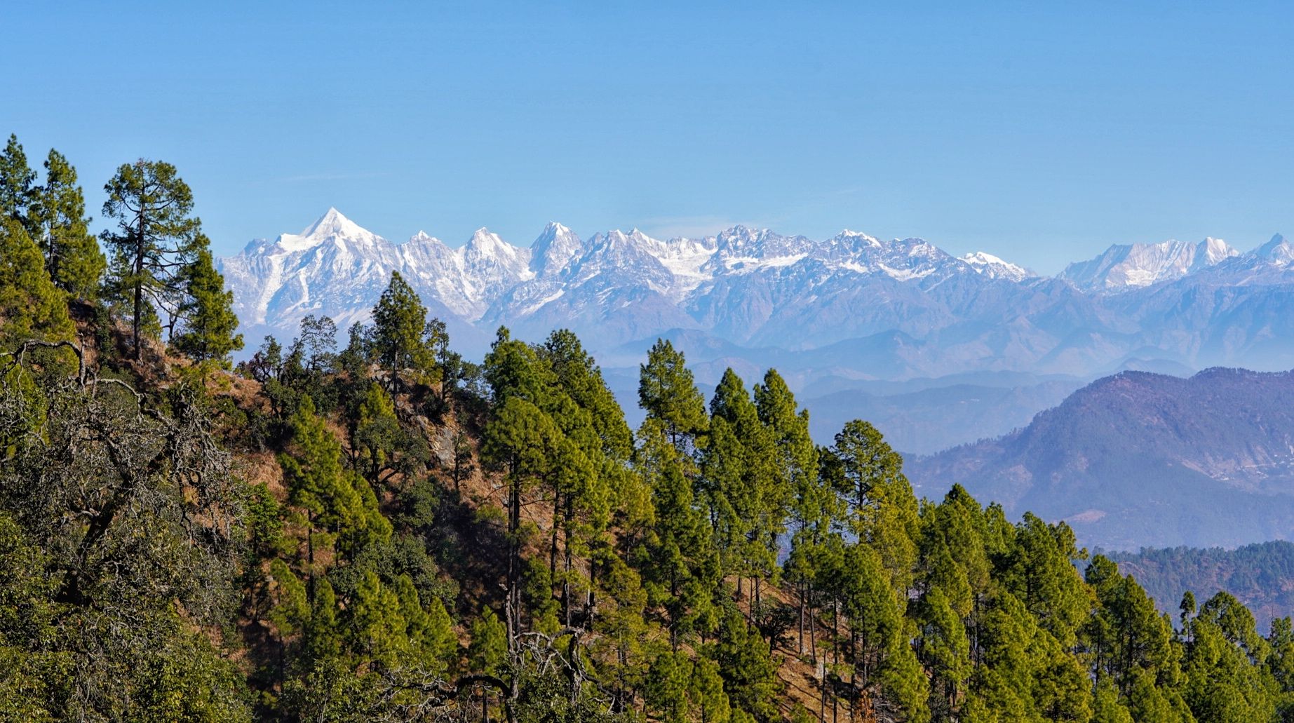 Binsar Wildlife Sanctuary, Uttarakhand, India