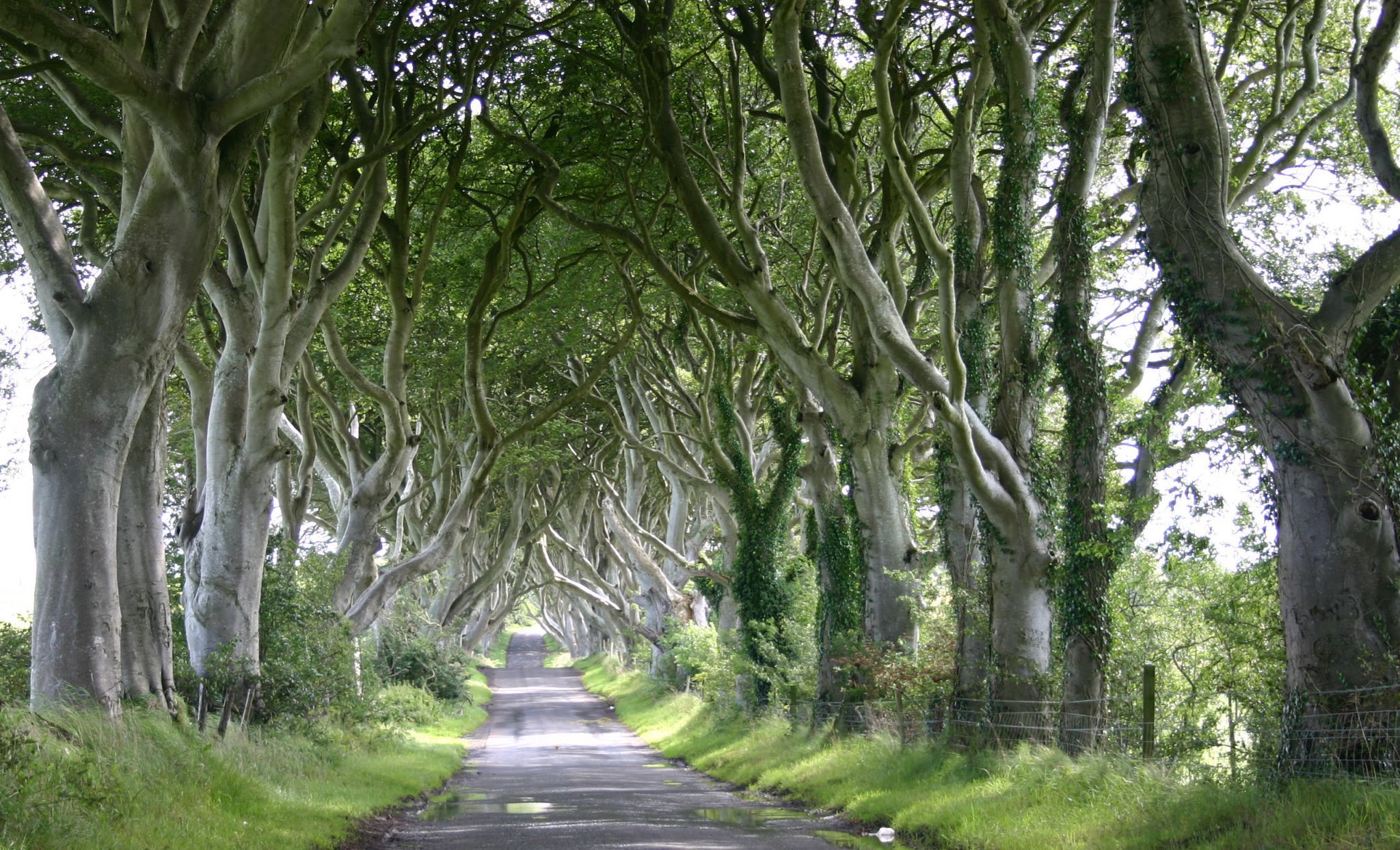 The Dark Hedges (Road), United Kingdom