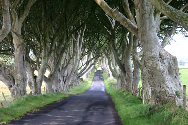 The Dark Hedges (Road)
