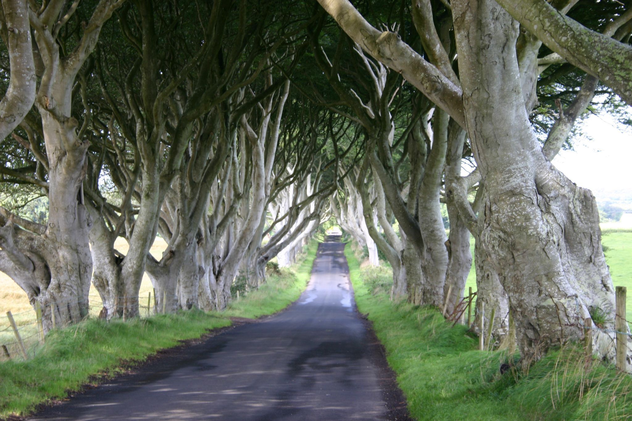 The Dark Hedges (Road), United Kingdom