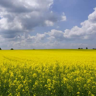 Field of rape in full flower, Germany