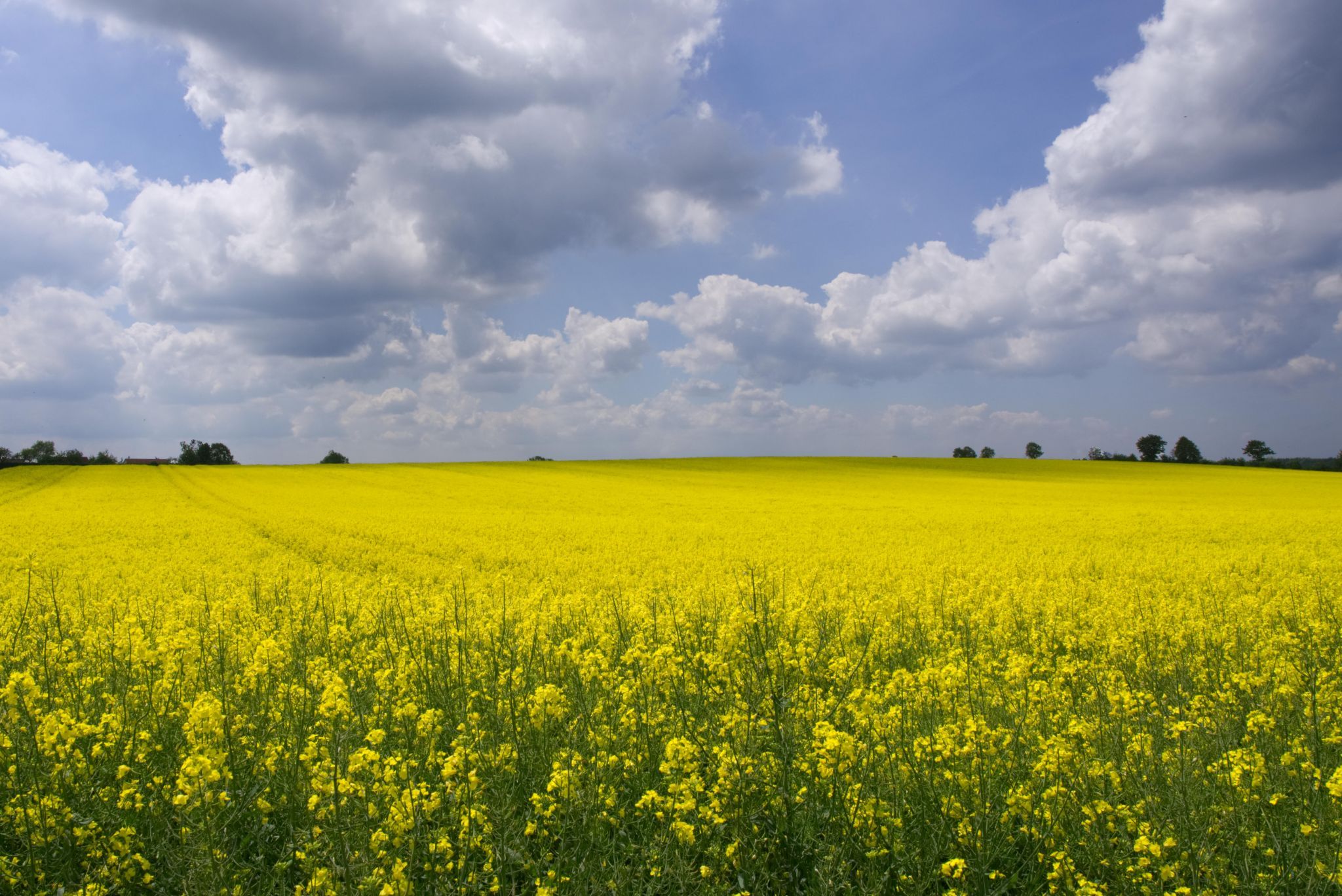 Field of rape in full flower, Germany