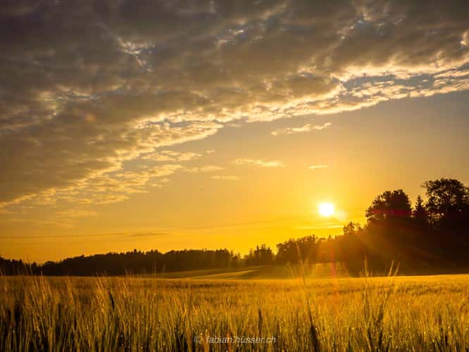 Golden Sunrise