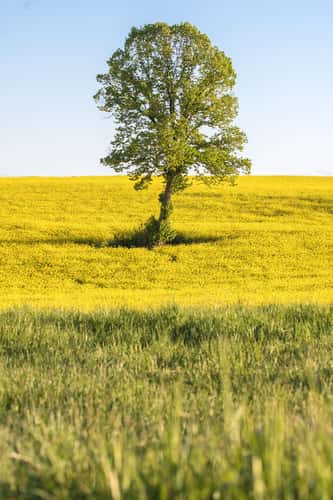 Hollerstetten Field
