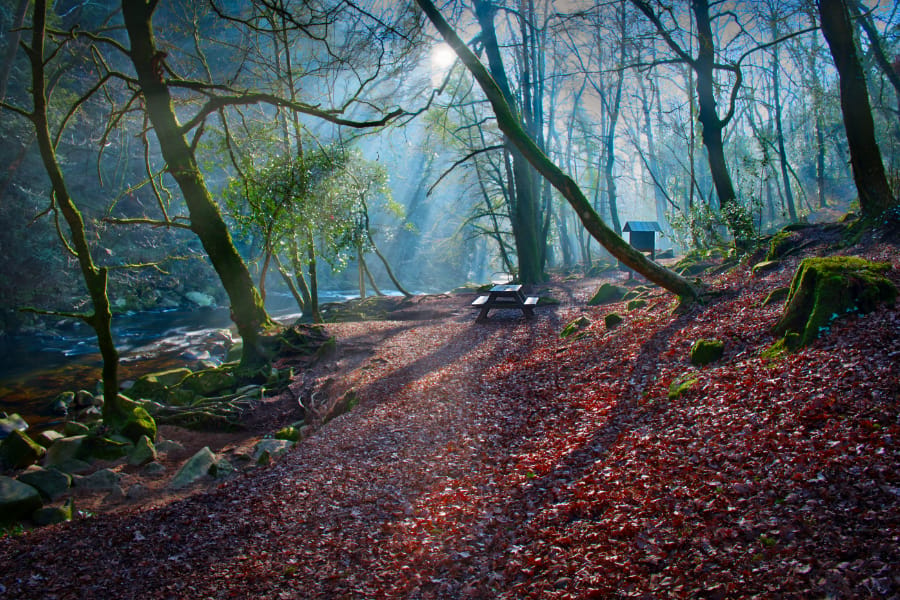 Ivybridge woods, Devon, United Kingdom