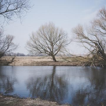 Kaszczorek, willow on the river, Poland