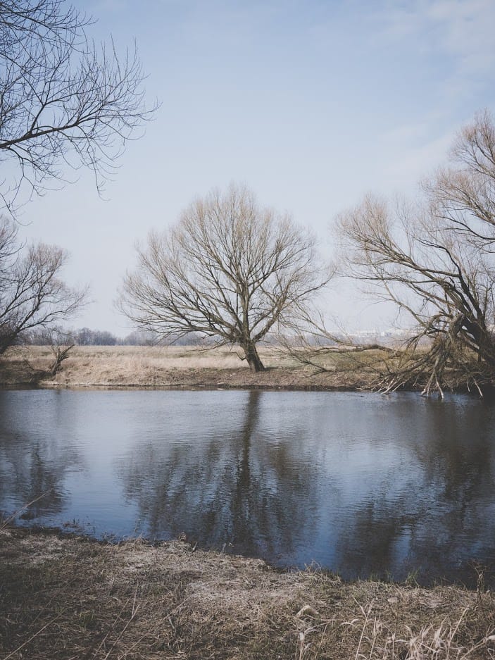 Kaszczorek, willow on the river, Poland