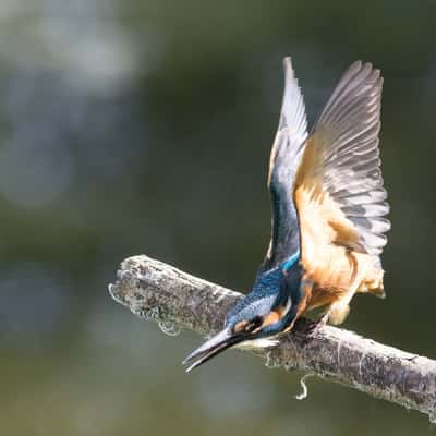 Lepelaarsplas birding hut, Netherlands