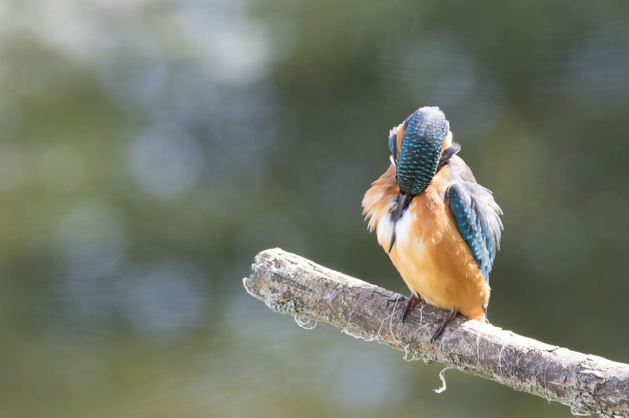 Lepelaarsplas birding hut, Netherlands