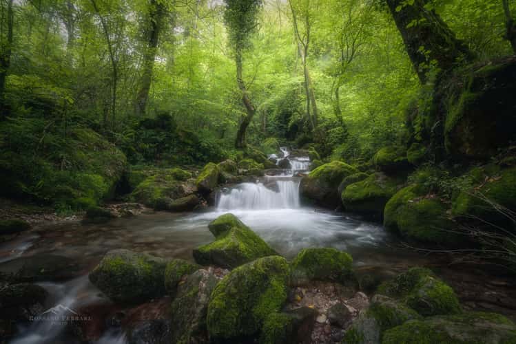 Magic Forest
