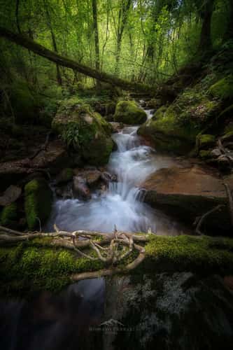 Magic Forest