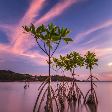 Mangrove Maniac, Thailand