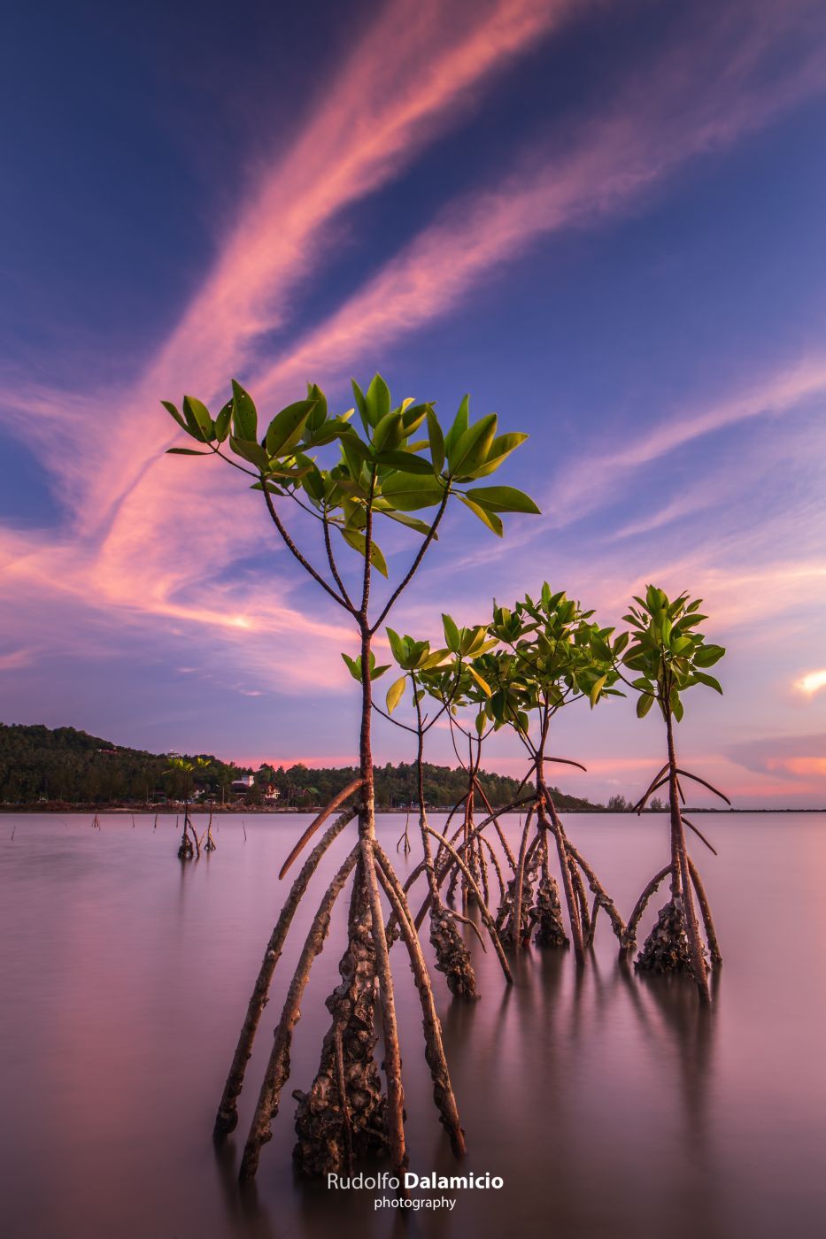 Mangrove Maniac, Thailand