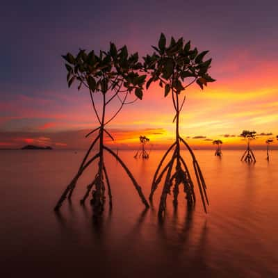 Mangrove Sunset, Thailand