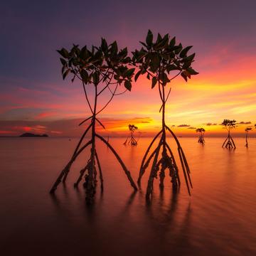 Mangrove Sunset, Thailand
