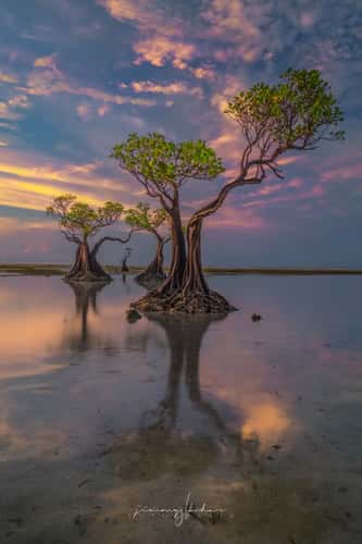Mangrove Trees of Walakiri Beach