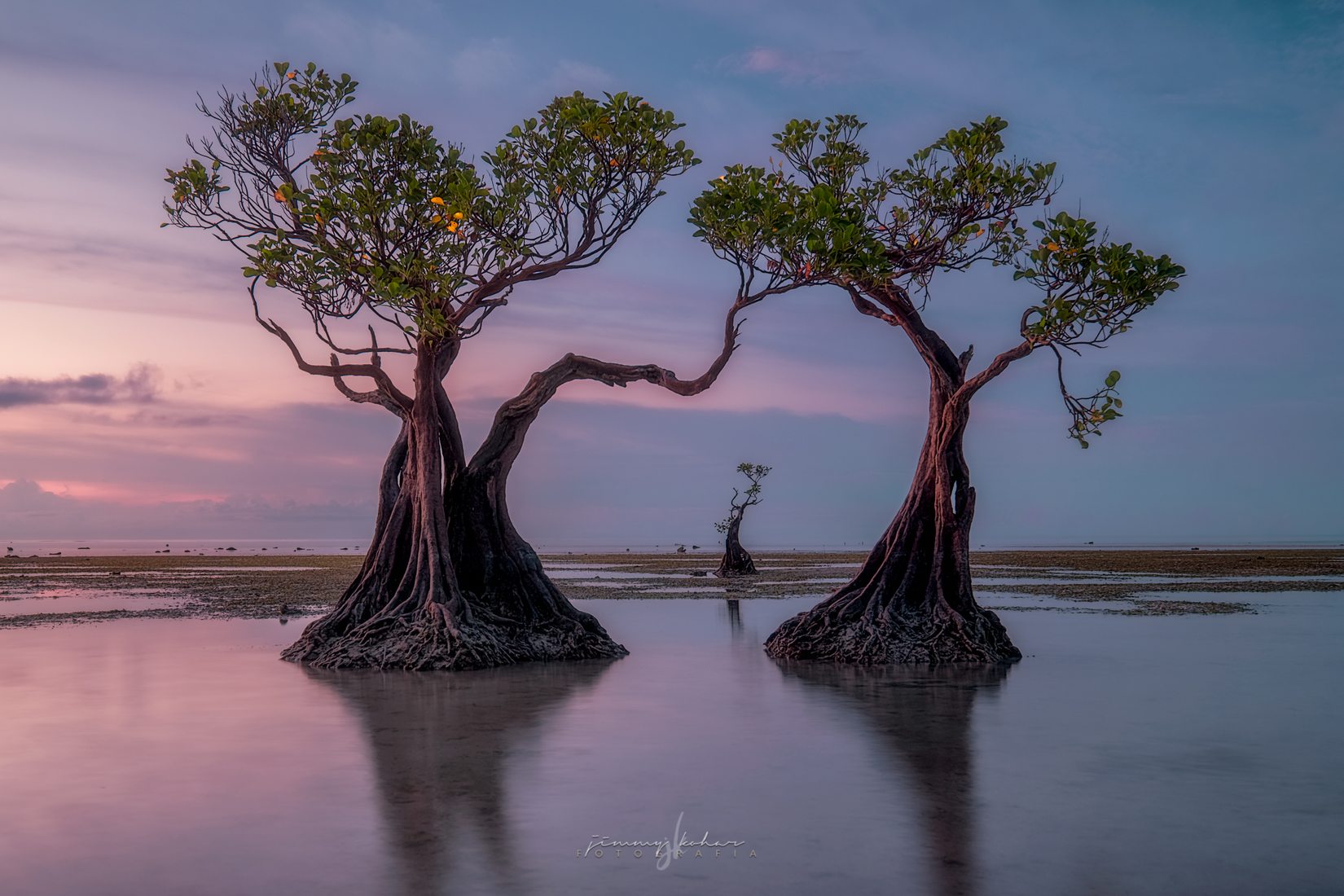 Mangrove Trees of Walakiri Beach, Indonesia