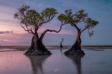 Mangrove Trees of Walakiri Beach