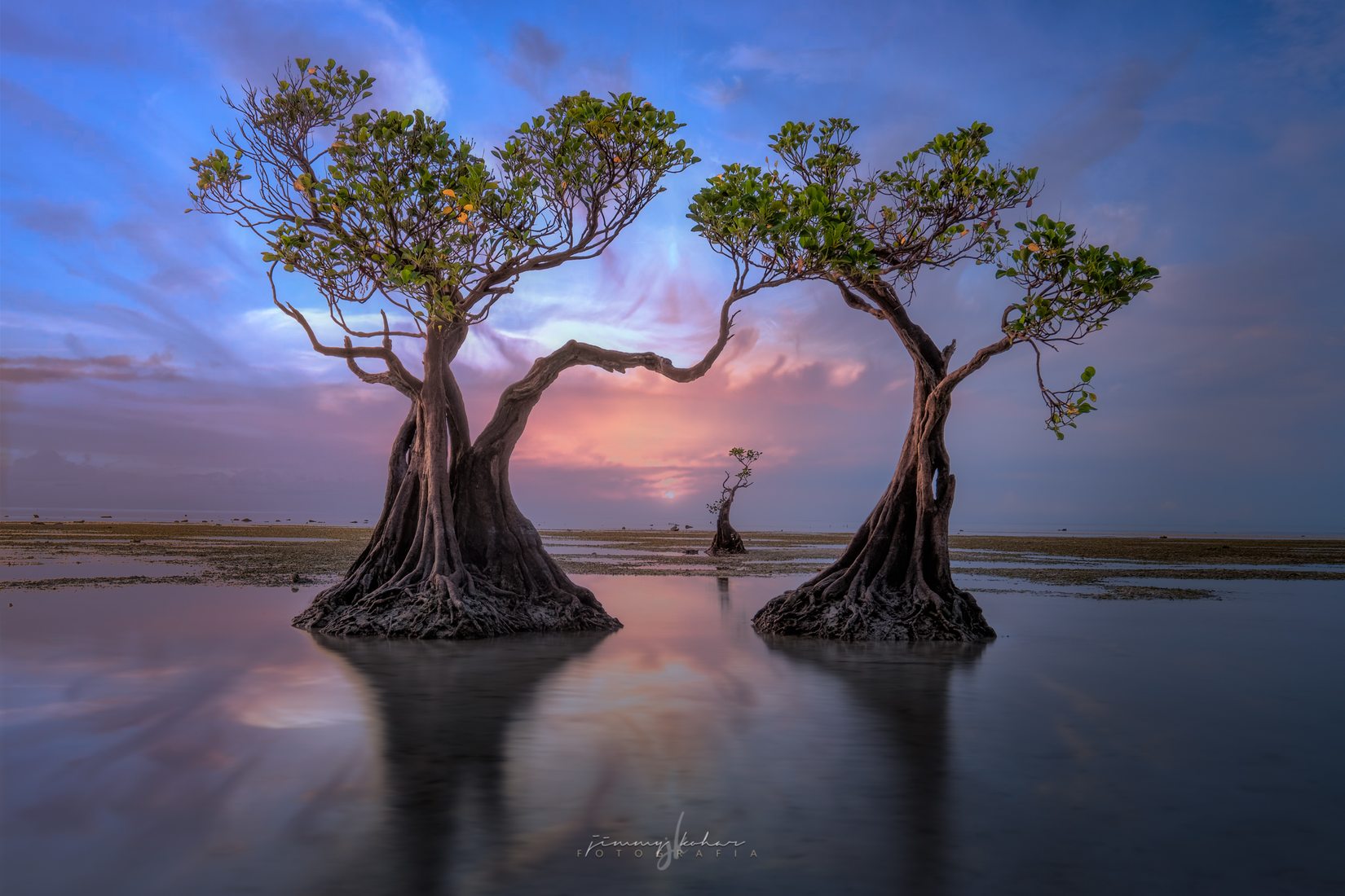 Mangrove Trees of Walakiri Beach, Indonesia