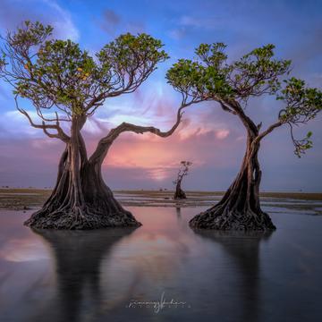Mangrove Trees of Walakiri Beach, Indonesia