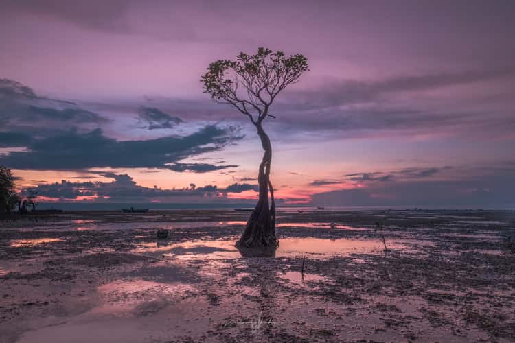 Mangrove Trees of Walakiri Beach