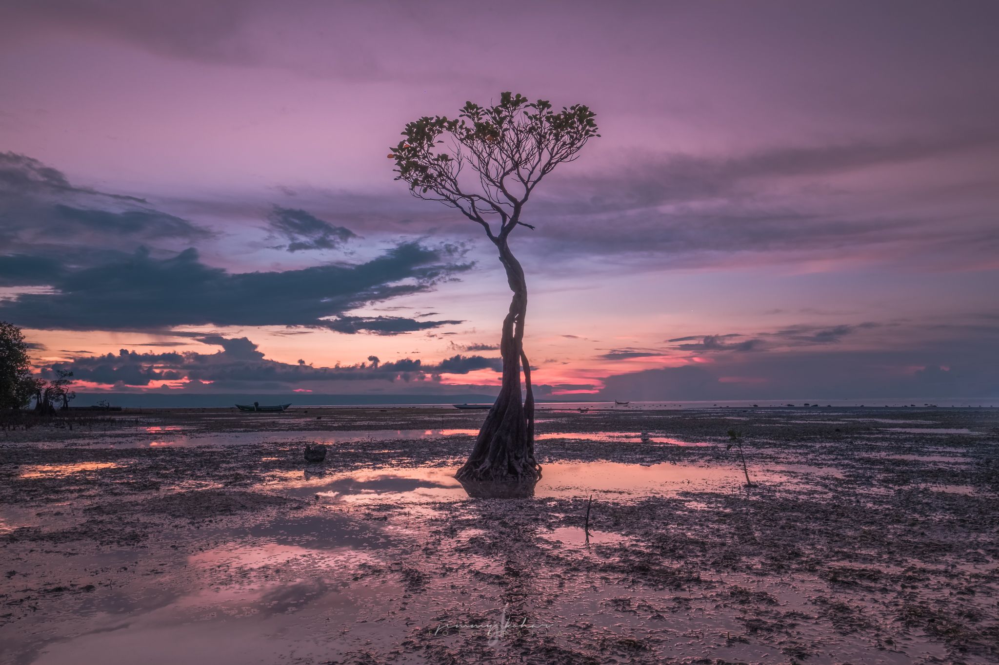 Mangrove Trees of Walakiri Beach, Indonesia