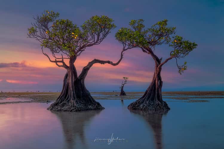 Mangrove Trees of Walakiri Beach