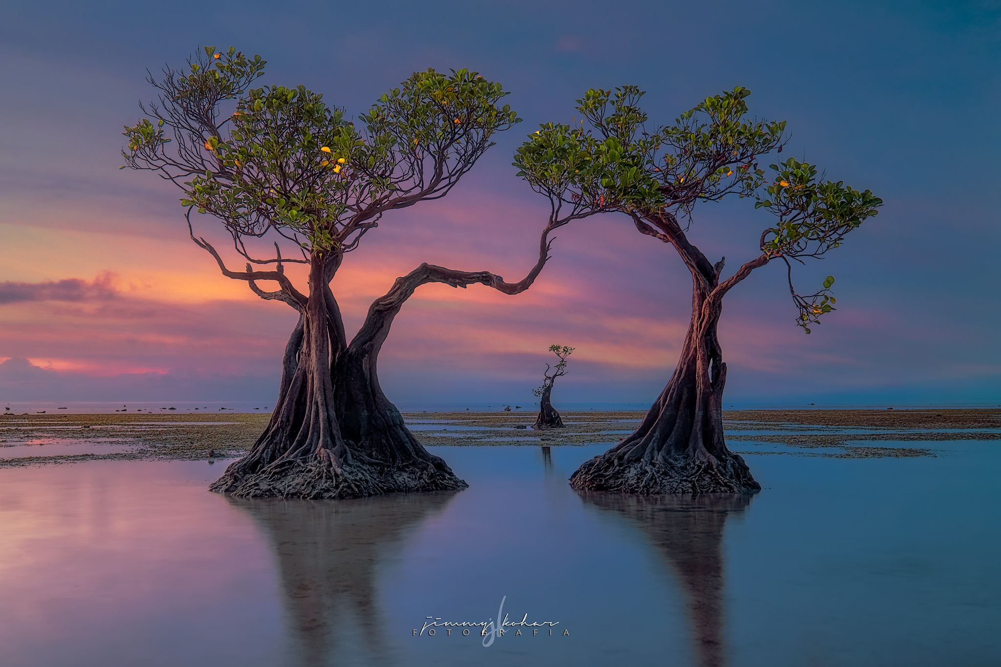 Mangrove Trees of Walakiri Beach, Indonesia